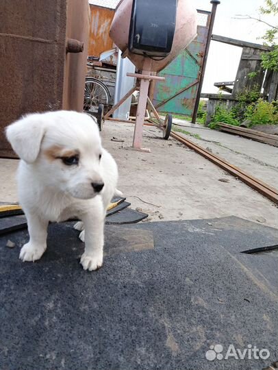 Собаки щенки