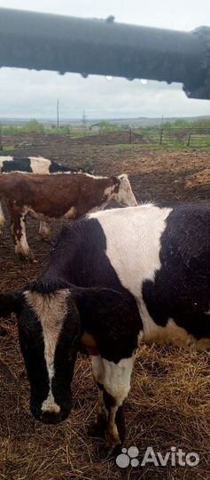 Телки молодые