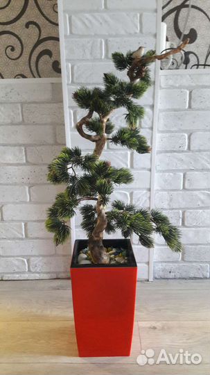 Дерево Бонсай