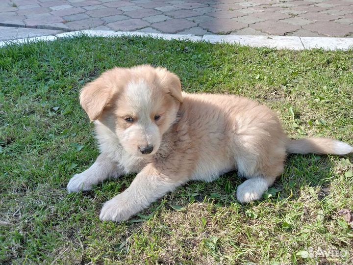 Собака в добрые руки