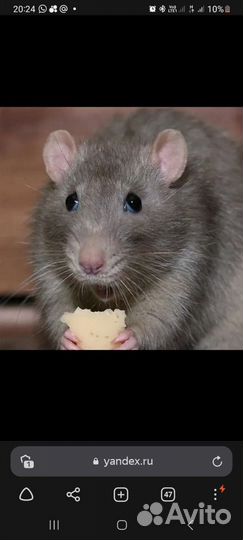Крыса