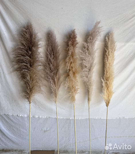 Кортадерия, пампасная трава сухоцвет