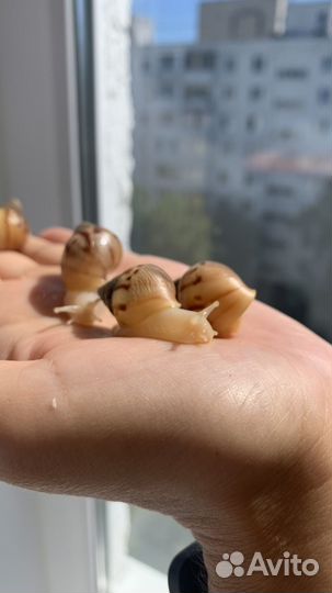 Улитки ахатины бесплатно