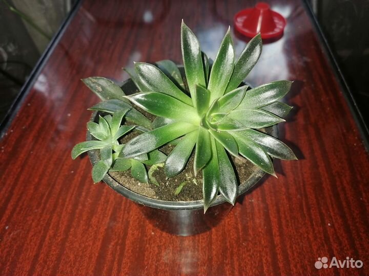 Комнатные цветы