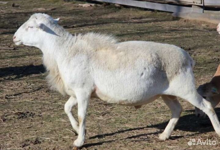 Катумский баран