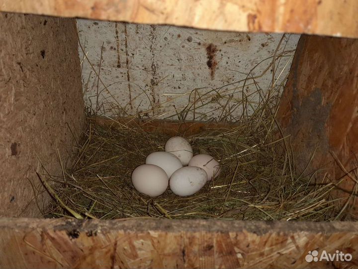 Леггорн долматинец