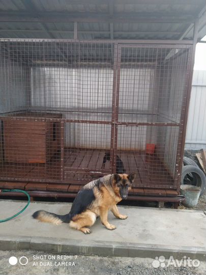 Передержка собак,кошек, дрессировка собак