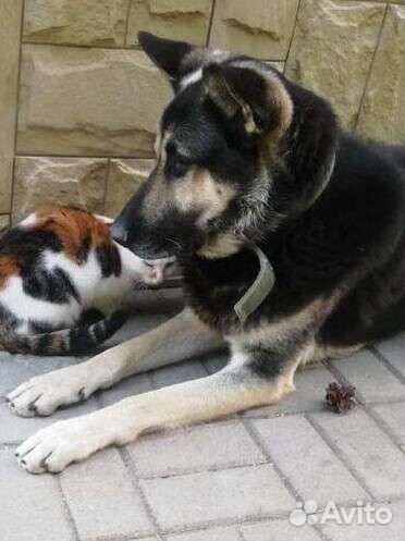 Чистокровные щенки вео