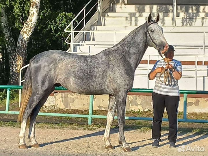 Продается Орловский жеребец