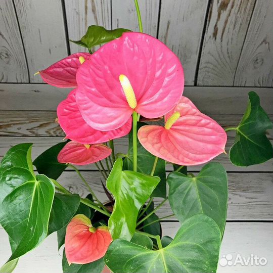 Антуриумы разных цветов