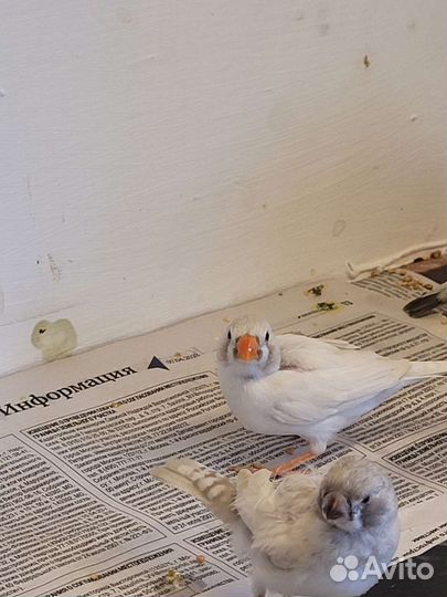 Зебровые амадины