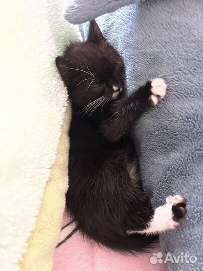 Котенок кошечка в добрые руки отдам