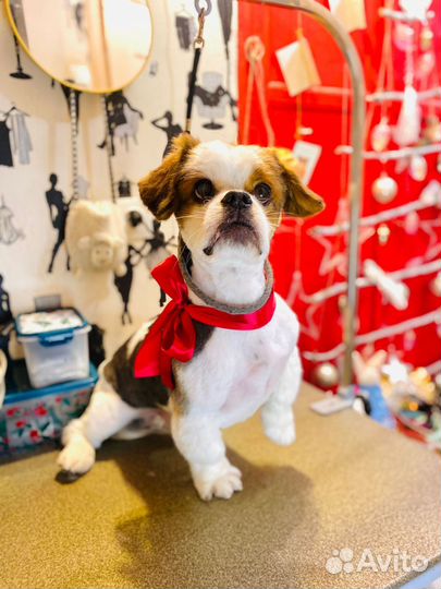 Случка кобеля