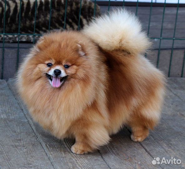 Девочки-шпицы 6-8 лет