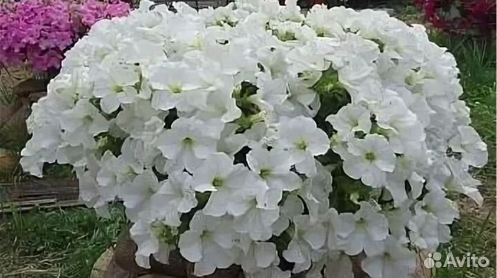 Вегетативная петуния