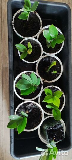 Комнатные растения замиокулькас