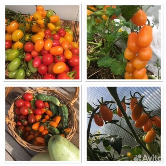 Томаты большие, кабачки, арбузы,петуния