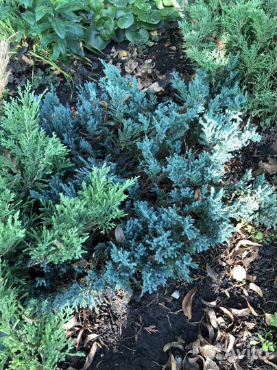 Можжевельник блю чип