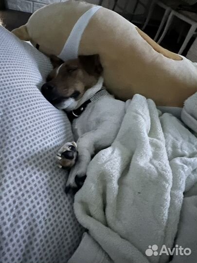 Джек рассел терьер