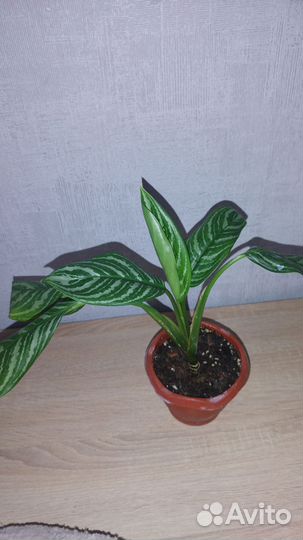 Продаю аглашку