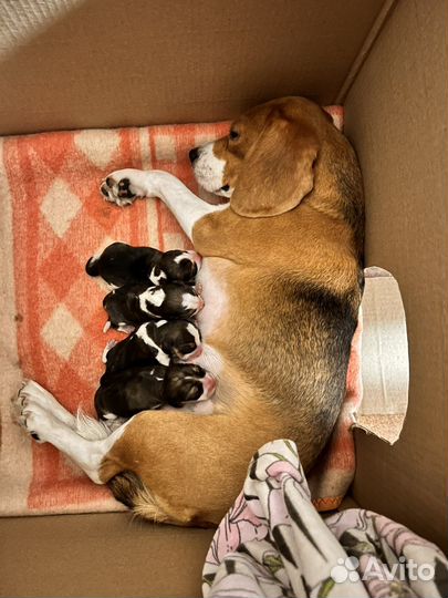 Бигль щенки