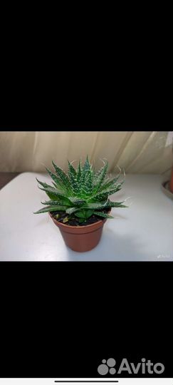 Суккуленты