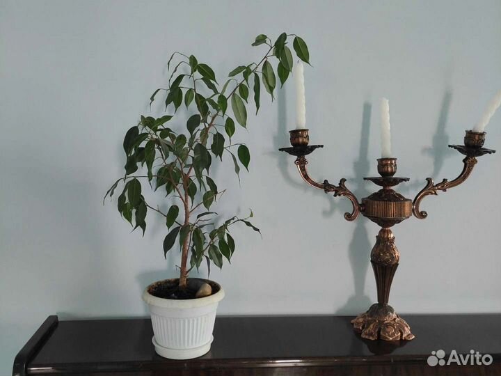 Фикус бенджамина