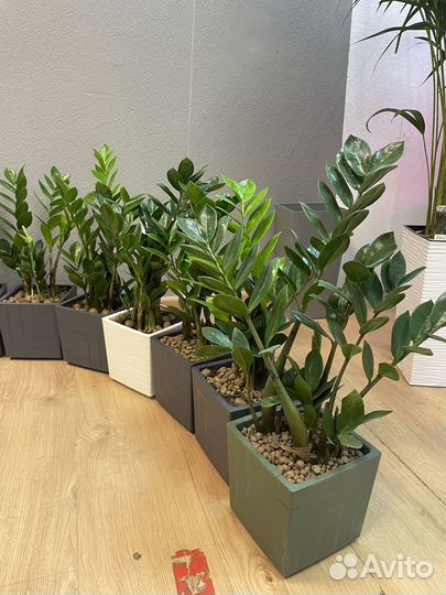 Замиокулькас пересаженный 14/50