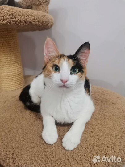 Кошка в добрые руки