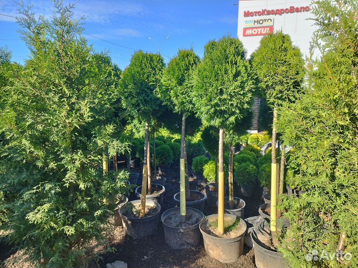 Туи опт мелкий опт