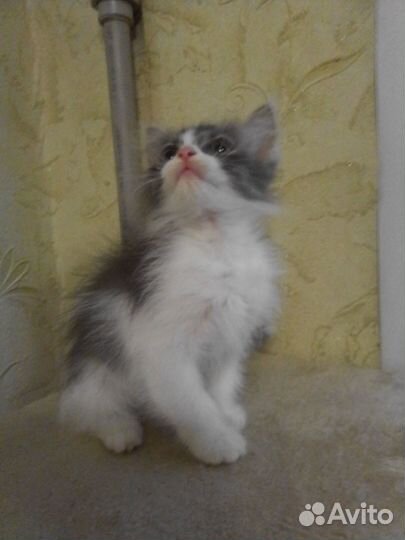 Котенок в добрые руки