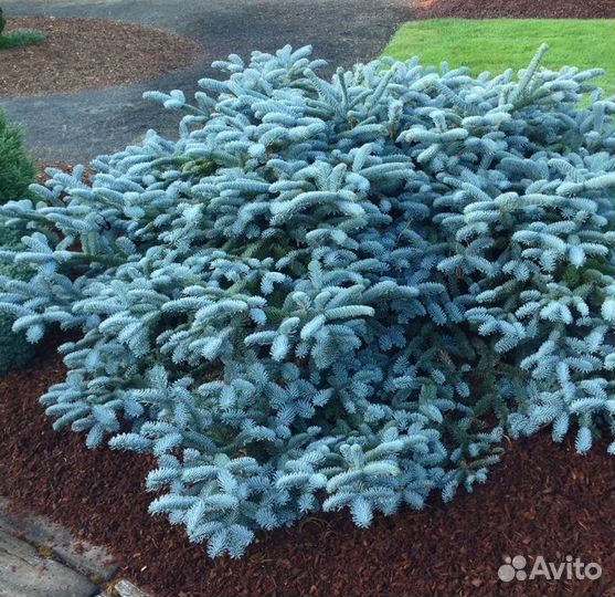 Еловые ветки Голубой ели. Нобилис. Иностранный
