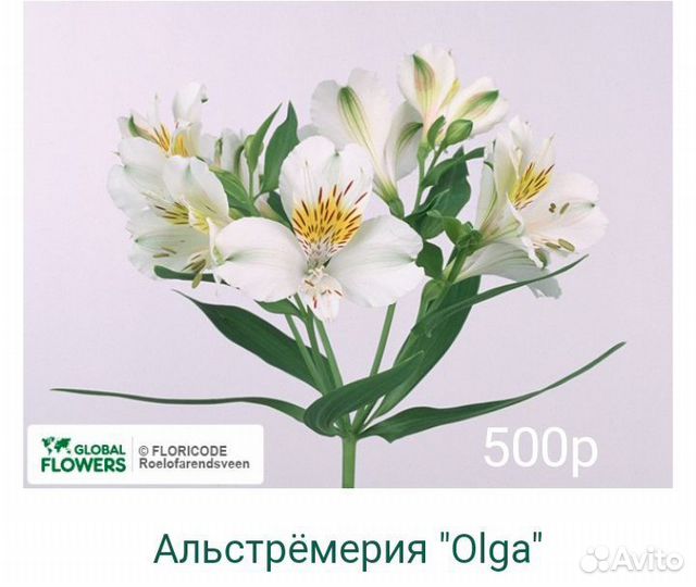 Саженцы альстромерии