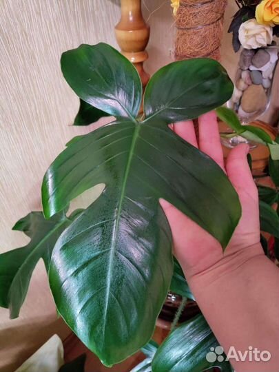 Филодендрон Чешуйчатый