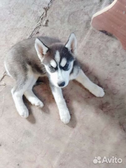 Щенки хаски 2 девочки и 1 мальчик привитые