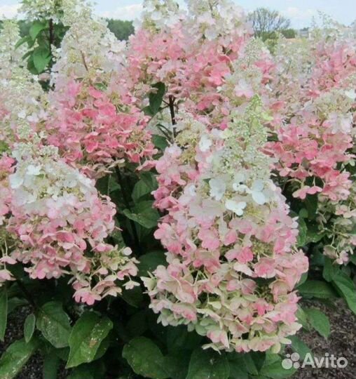 Гортензия метельчатая Конфетти