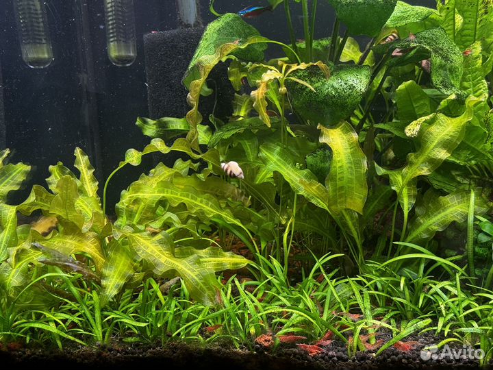 Аквариум с тумбой juwel 125 литров