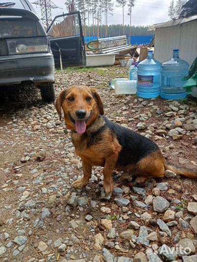 Собака в добрые руки