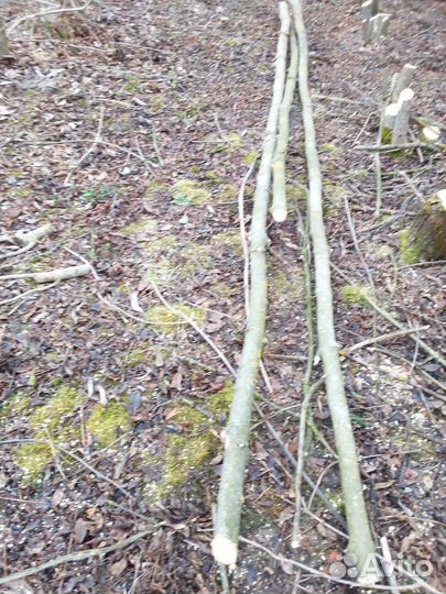 Дрова дубовые