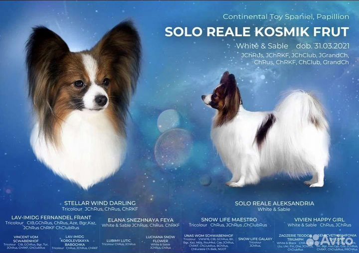 Папийон вязка