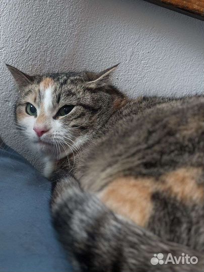 Кошка красотка с мозаичной окраской