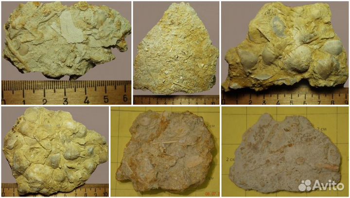 Окаменелое морское дно (танатоценоз) и Нуммулиты