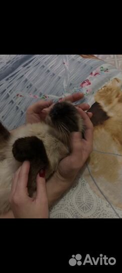 Сиамская кошка бесплатно