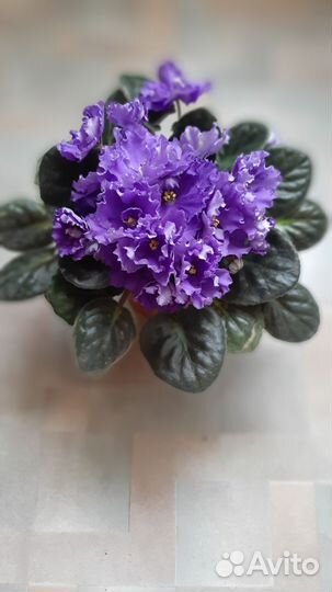 Детки сортовой фиалки