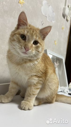 Рыжий котенок