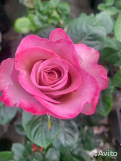 Розы в горшках оптом