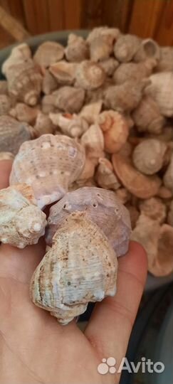 Морские ракушки