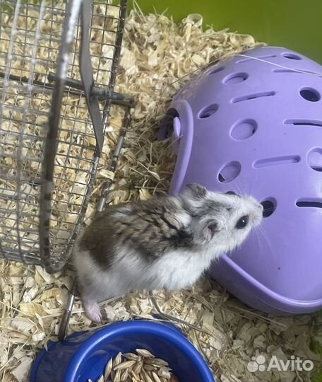 Джунгарский хомяк бесплатно