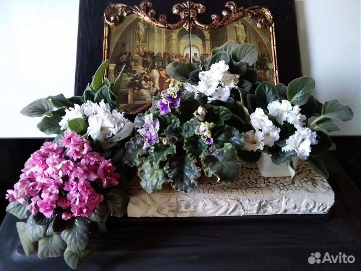 Роза плетистая, флоксы, почвопокровные растения