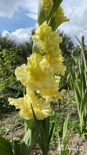 Гладиолусы букет